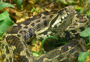 Vipera wagneri (5)