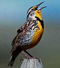 WesternMeadowlark23.jpg