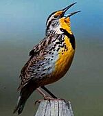 WesternMeadowlark23