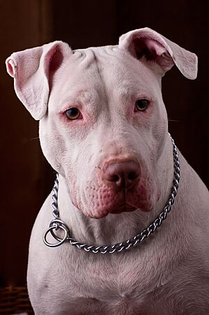 White Pitbull