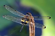 Yellow-barred flutterer (Rhyothemis phyllis phyllis) S