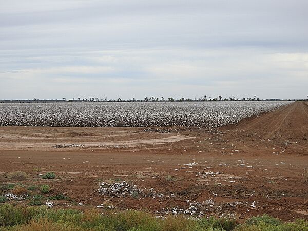 AU-NSW-Bourke-cotton fields-2021