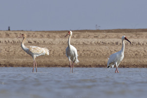 A Siberian Crane Family at Poyang Lake on December 2023