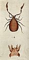 A book scorpion. Coloured etching. Wellcome V0022506