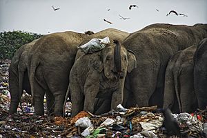 A herd of 40 wild elephants at Ampara in east Sri Lanka is totally dependent on garbage from tractors DSC8792