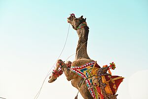 A jumping camel