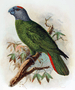 Martinique parrot