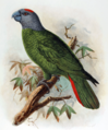 Amazona martinicana