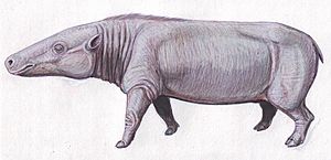 Anthracotherium10