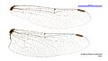 Archaeosynthemis occidentalis male wings (34921475351)