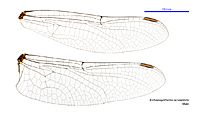 Archaeosynthemis occidentalis male wings (34921475351)