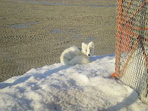 Arctic Fox enjoying sun