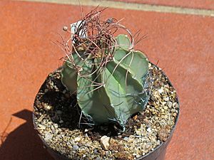 Astrophytum senile 2