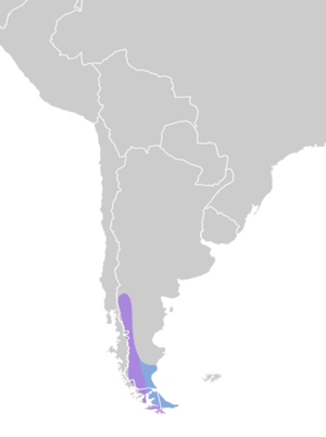 Attagis malouinus map.svg