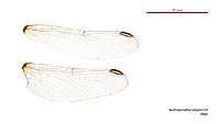 Austrogomphus angelorum male wings (34671811480)