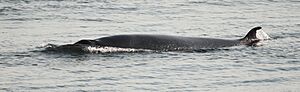 Balaenoptera acutorostrata Saint-Laurent 01a