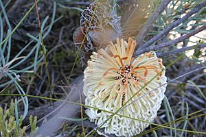 Banksia grossa 6 nofbadgingarra orig