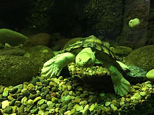 Bellinger River turtle 02 Taronga 2020-03-13