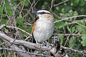 Black-crowned tchagra (Tchagra senegalus kalahari)