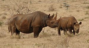 Black Rhinos Kenya