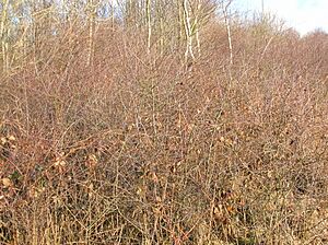Blackthorn thicket, Eglinton
