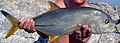 Blacktip trevally Oman 2