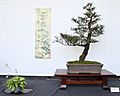 Bonsai display with Seiju elm, miniature hosta and hanging scroll, 12 July 2009