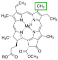 C-3 position Chlorophyll a