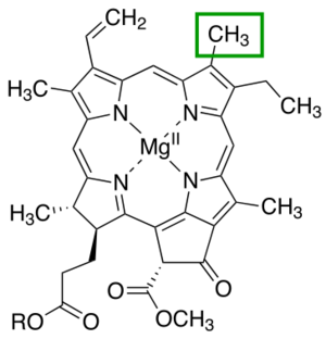 C-3 position Chlorophyll a