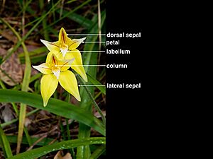 Caladenia flava.001