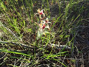 Caladenia radialis 01