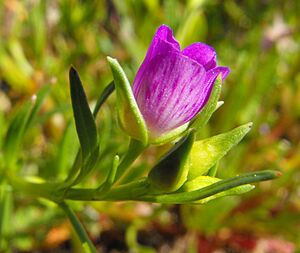 Calandriniaciliata-bud.jpg