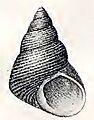 Cantharidus capillaceus 001