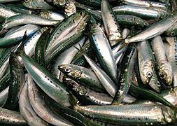Catch of Pacific sardines