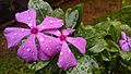 Catharanthus roseus in Kerala