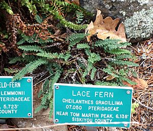 Cheilanthes gracillima - Regional Parks Botanic Garden, Berkeley, CA - DSC04269.JPG