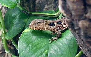 Chinese crocodile lizard (young)