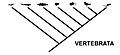 Cladogram vertebrata