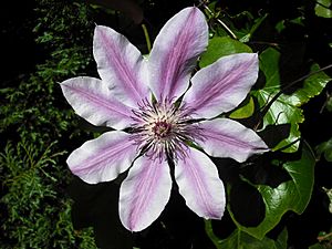 Clematis 'Nelly Moser'.JPG