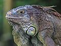 Close-up photograph of an Iguana iguana