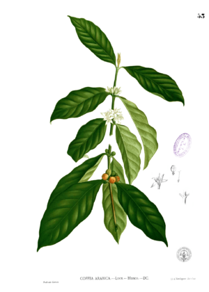 Coffea arabica Blanco1.53