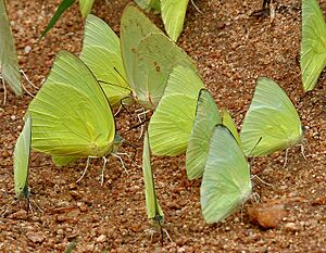 Common Emigrant (Catopsilia pomona) mud-puddling W IMG 0181