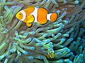 Common clownfish curves dnsmpl