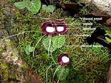 Corybas pictus (labelled).001