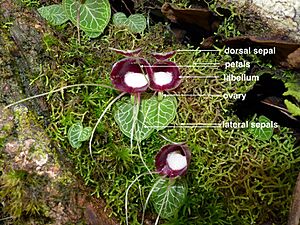 Corybas pictus (labelled).001