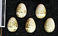 Coturnix pectoralis MWNH 1116