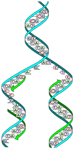 DNA replication split
