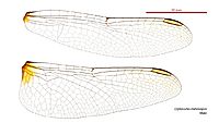 Diplacodes melanopsis male wings (34672007080)