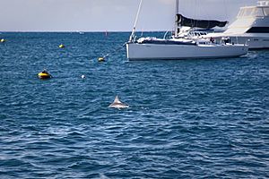 Dolphin in Thomson Bay, Rottnest Island WA