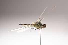 DragonflyInsectothopter